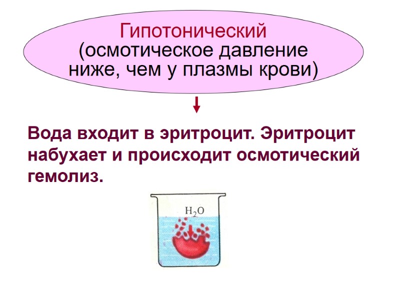 Гипотонический  (осмотическое давление  ниже, чем у плазмы крови) Вода входит в эритроцит.